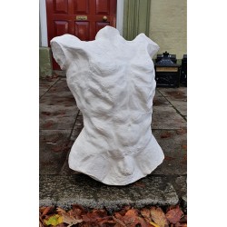 Male Torso